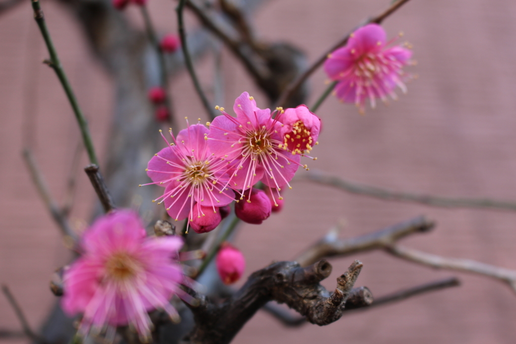 f:id:encyclopediaofweeds:20180205230739j:plain