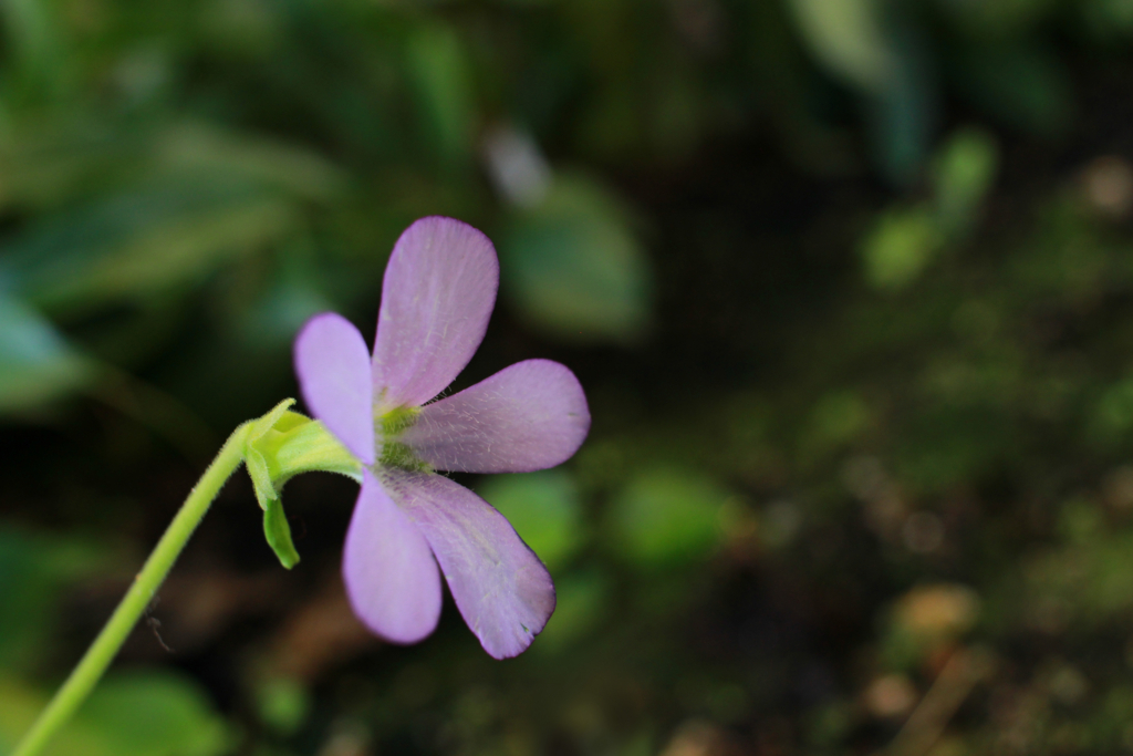 f:id:encyclopediaofweeds:20180206000052j:plain