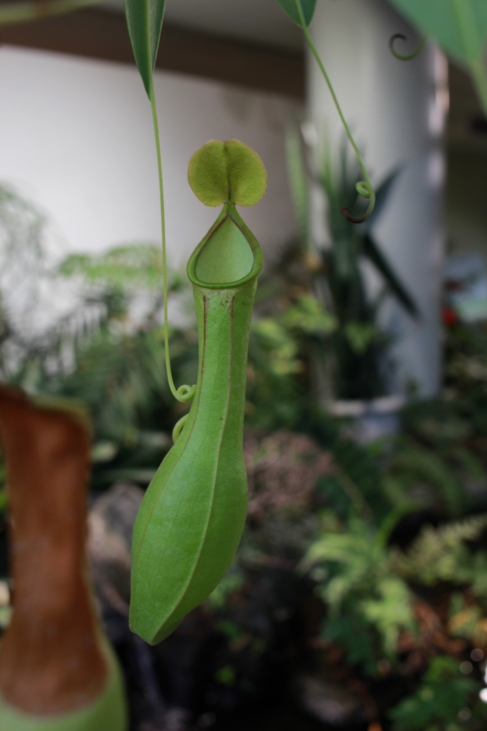 f:id:encyclopediaofweeds:20180206000735j:plain