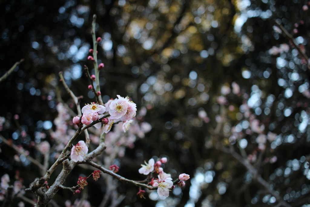 f:id:encyclopediaofweeds:20180206001415j:plain