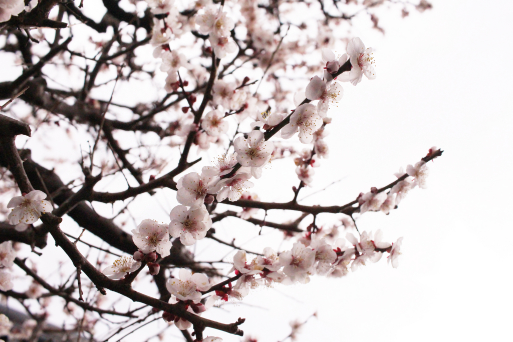 f:id:encyclopediaofweeds:20180206003223j:plain