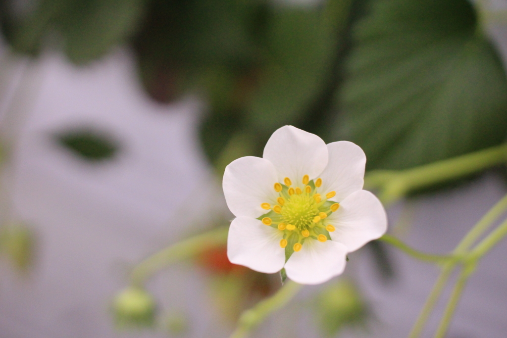 f:id:encyclopediaofweeds:20180206004608j:plain