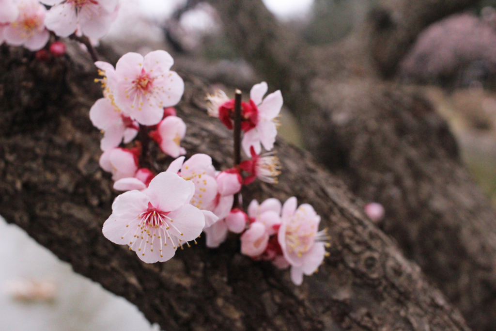 f:id:encyclopediaofweeds:20180206010024j:plain