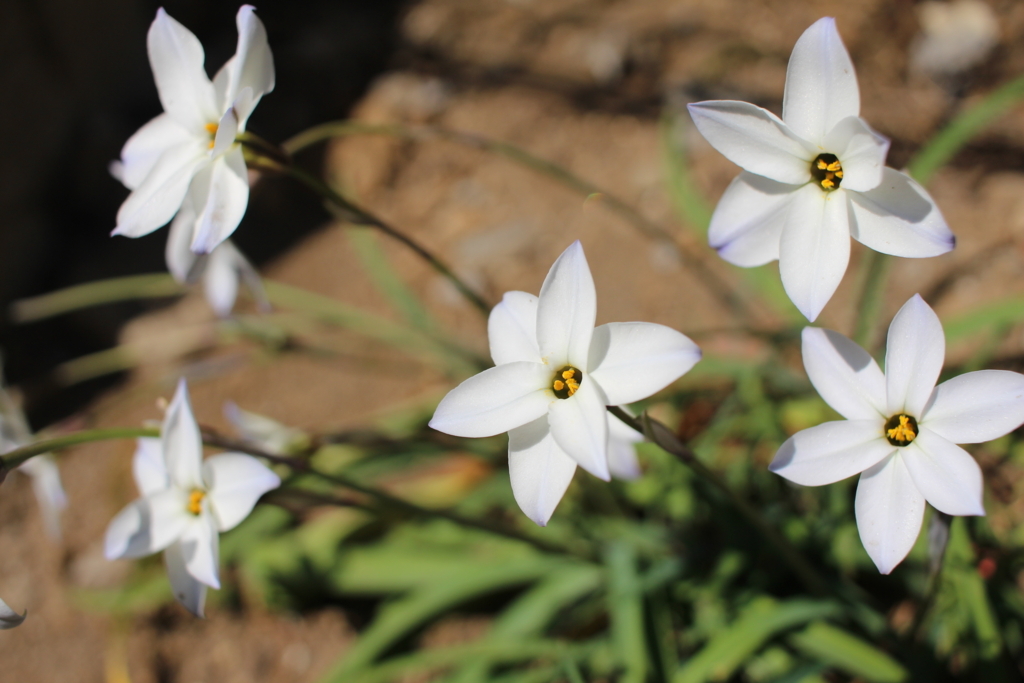 f:id:encyclopediaofweeds:20180206014338j:plain f:id:encyclopediaofweeds:20180206014338j:plain