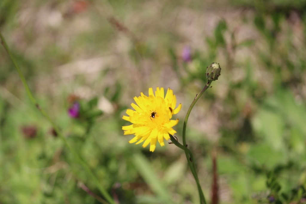 f:id:encyclopediaofweeds:20180206172017j:plain