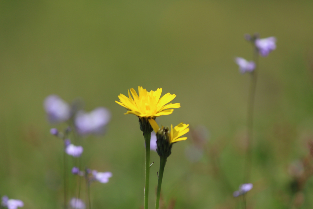 f:id:encyclopediaofweeds:20180206172030j:plain