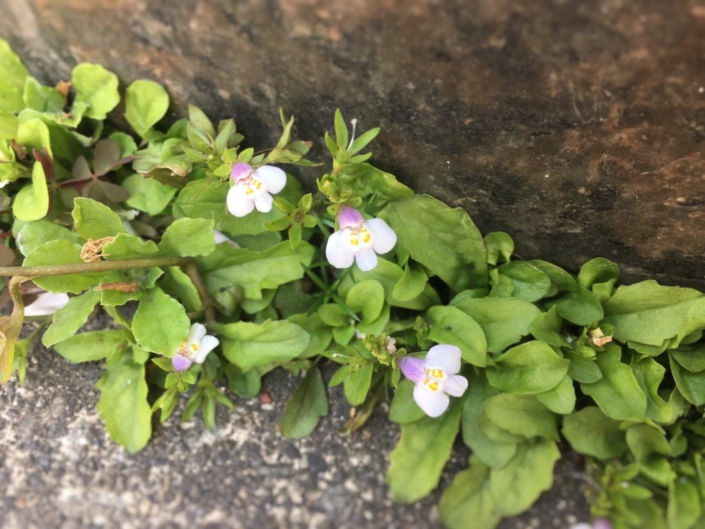 f:id:encyclopediaofweeds:20180206235708j:plain f:id:encyclopediaofweeds:20180206235708j:plain