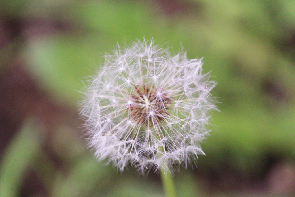 f:id:encyclopediaofweeds:20180207012405j:plain f:id:encyclopediaofweeds:20180207012405j:plain