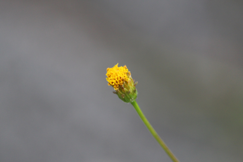 f:id:encyclopediaofweeds:20180207013723j:plain