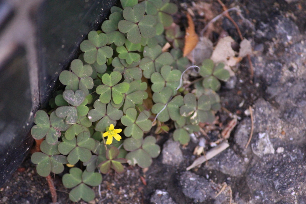 f:id:encyclopediaofweeds:20180207022831j:plain f:id:encyclopediaofweeds:20180207022831j:plain