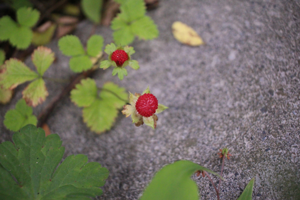 f:id:encyclopediaofweeds:20180213004417j:plain f:id:encyclopediaofweeds:20180213004417j:plain