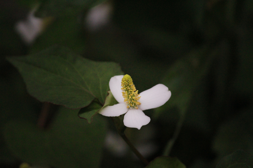 f:id:encyclopediaofweeds:20180213023044j:plain f:id:encyclopediaofweeds:20180213023044j:plain