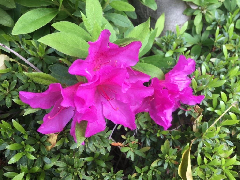 f:id:encyclopediaofweeds:20180213032103j:plain