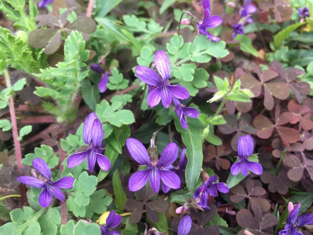 f:id:encyclopediaofweeds:20180215000617j:plain
