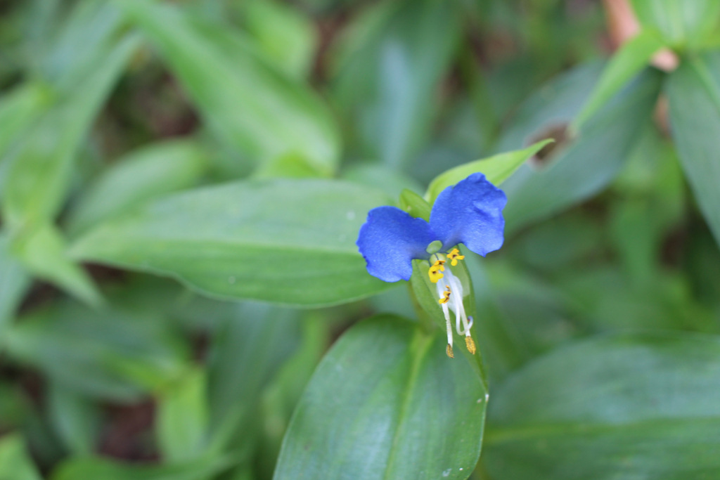 f:id:encyclopediaofweeds:20180215001452j:plain
