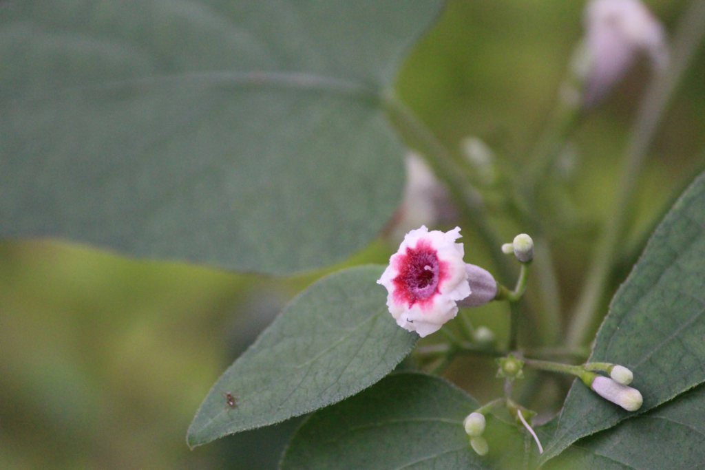 f:id:encyclopediaofweeds:20180220012830j:plain