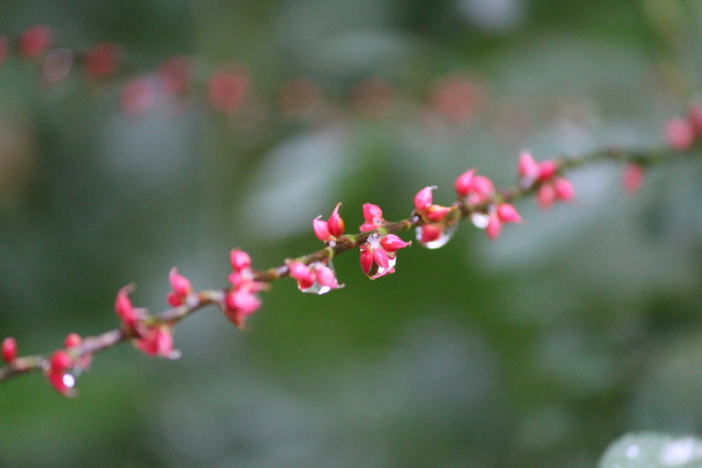 f:id:encyclopediaofweeds:20180220020617j:plain