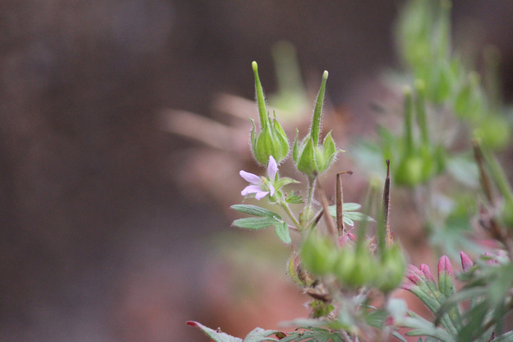 f:id:encyclopediaofweeds:20180220023357j:plain