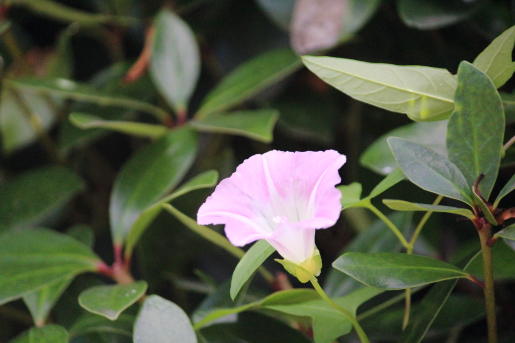 f:id:encyclopediaofweeds:20180222010957j:plain