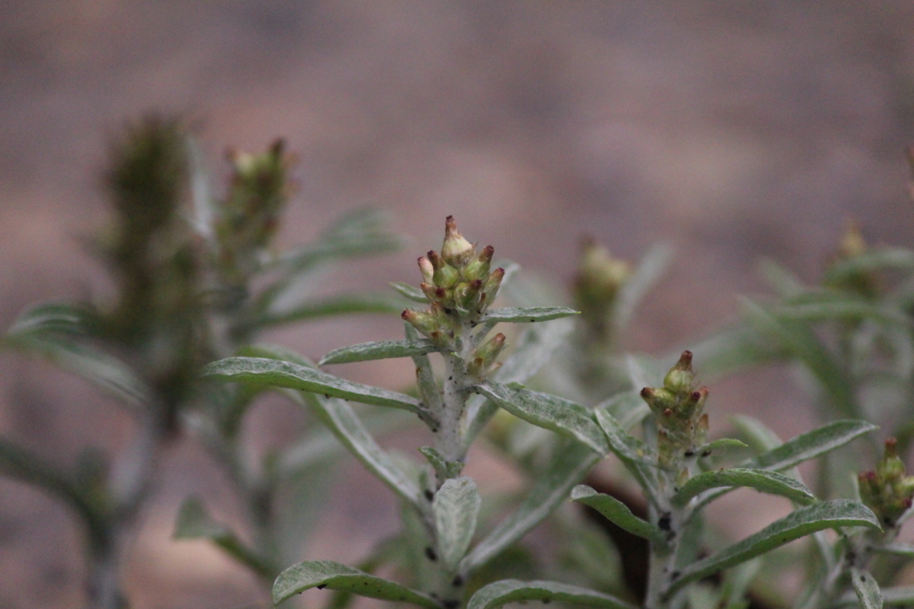 f:id:encyclopediaofweeds:20180226000619j:plain