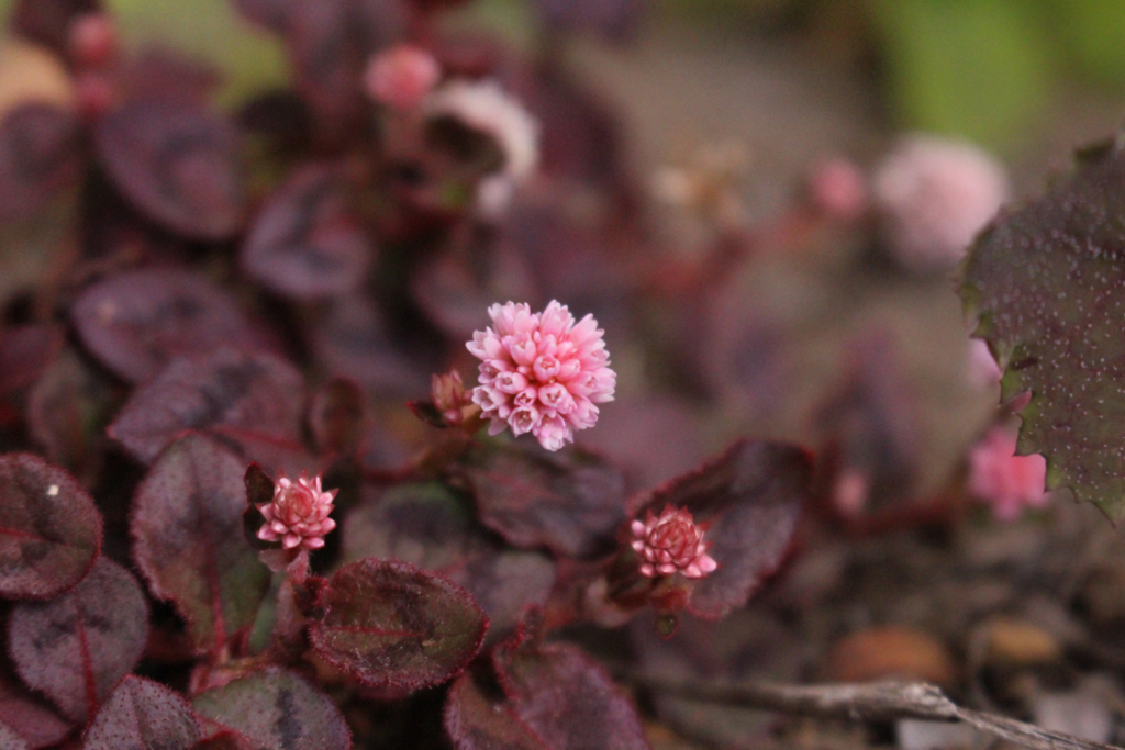 f:id:encyclopediaofweeds:20180302023339j:plain f:id:encyclopediaofweeds:20180302023339j:plain