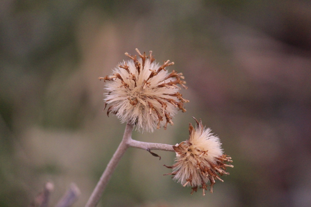 f:id:encyclopediaofweeds:20180524231754j:plain