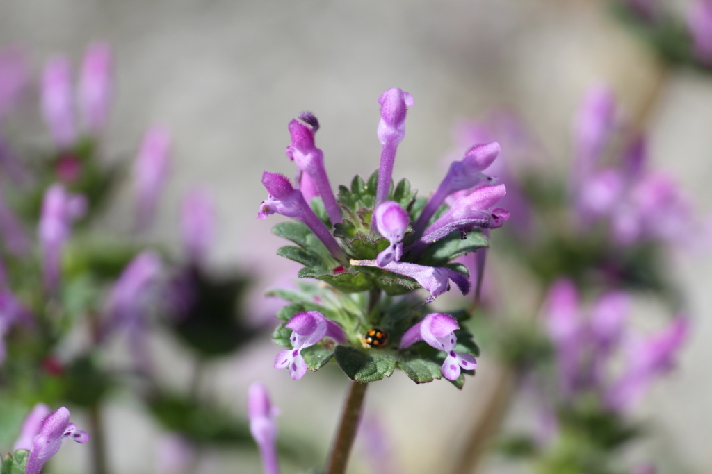 f:id:encyclopediaofweeds:20180525004038j:plain f:id:encyclopediaofweeds:20180525004038j:plain