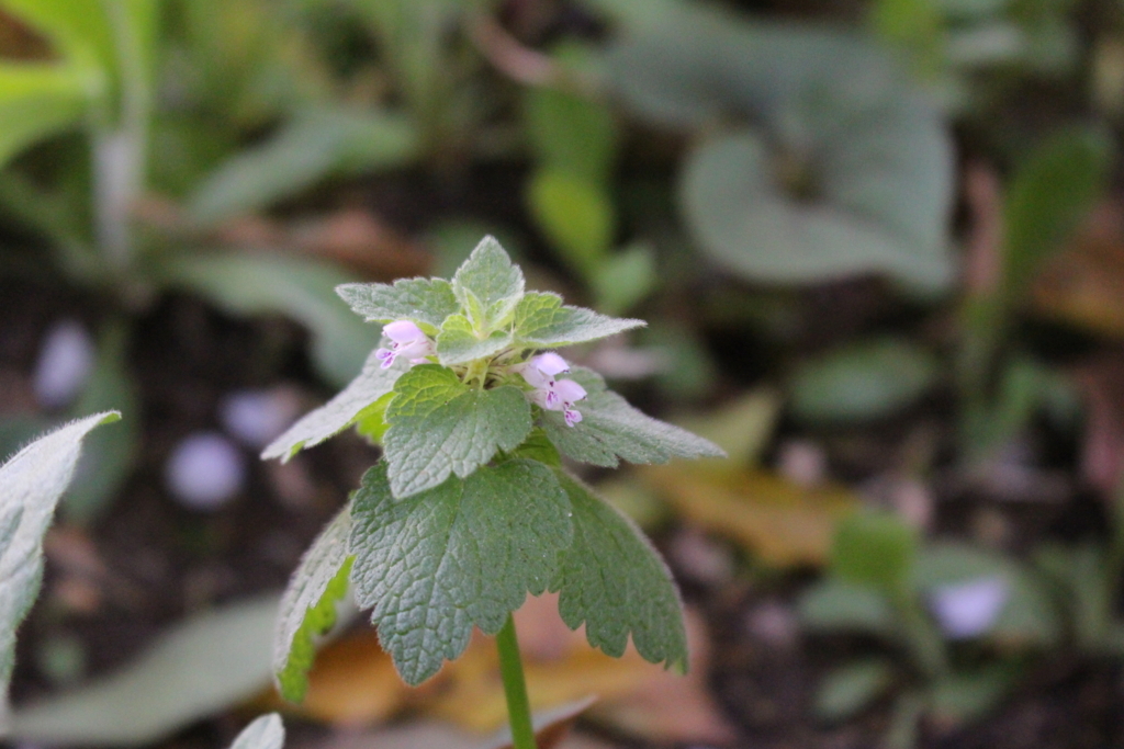 f:id:encyclopediaofweeds:20180525005037j:plain