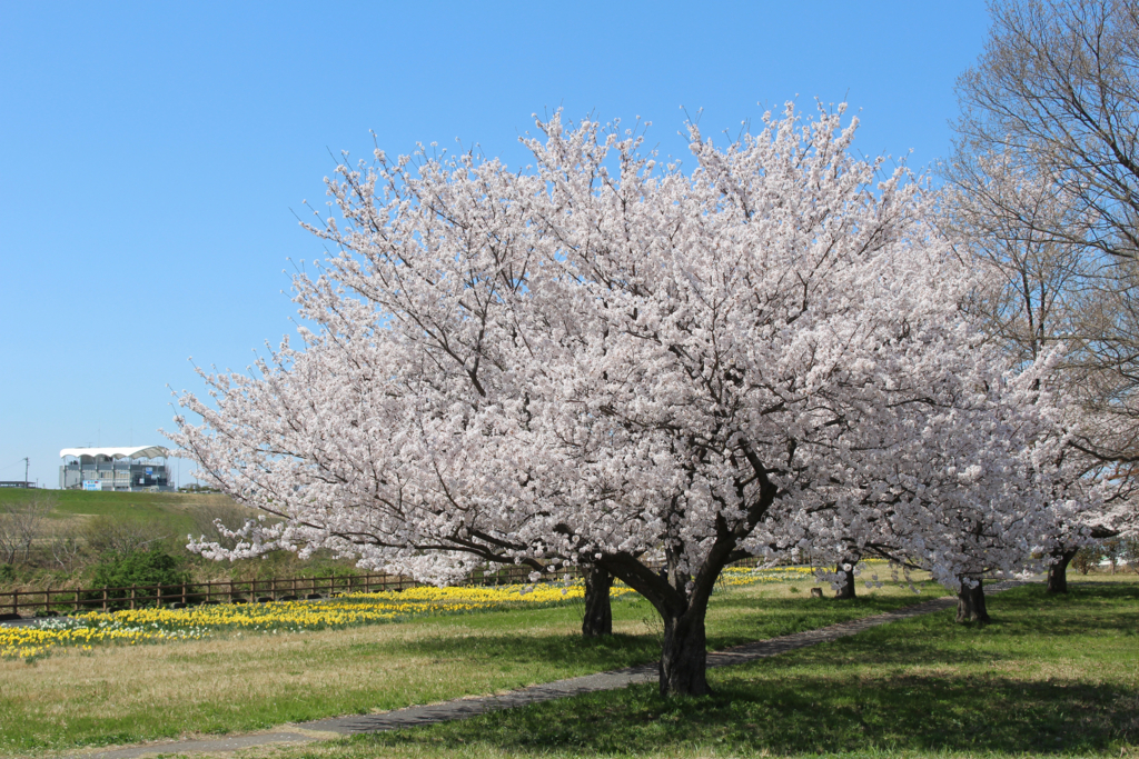 f:id:encyclopediaofweeds:20180525014402j:plain