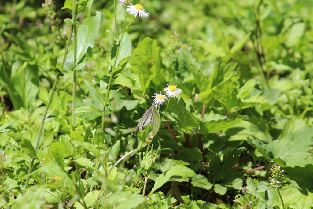 f:id:encyclopediaofweeds:20180525021801j:plain