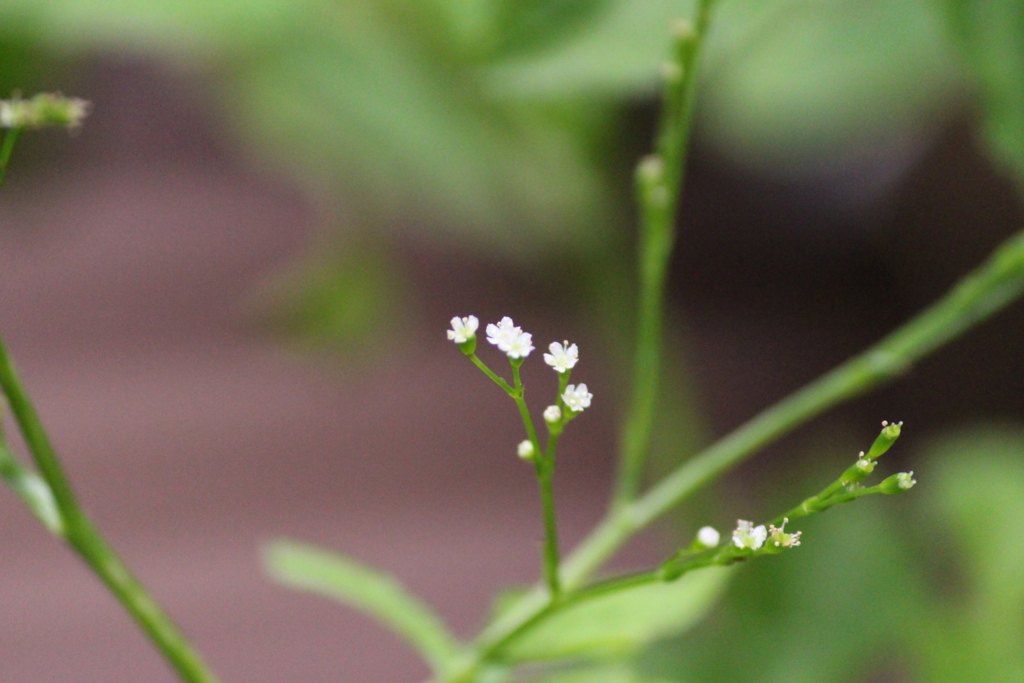 f:id:encyclopediaofweeds:20180525022521j:plain