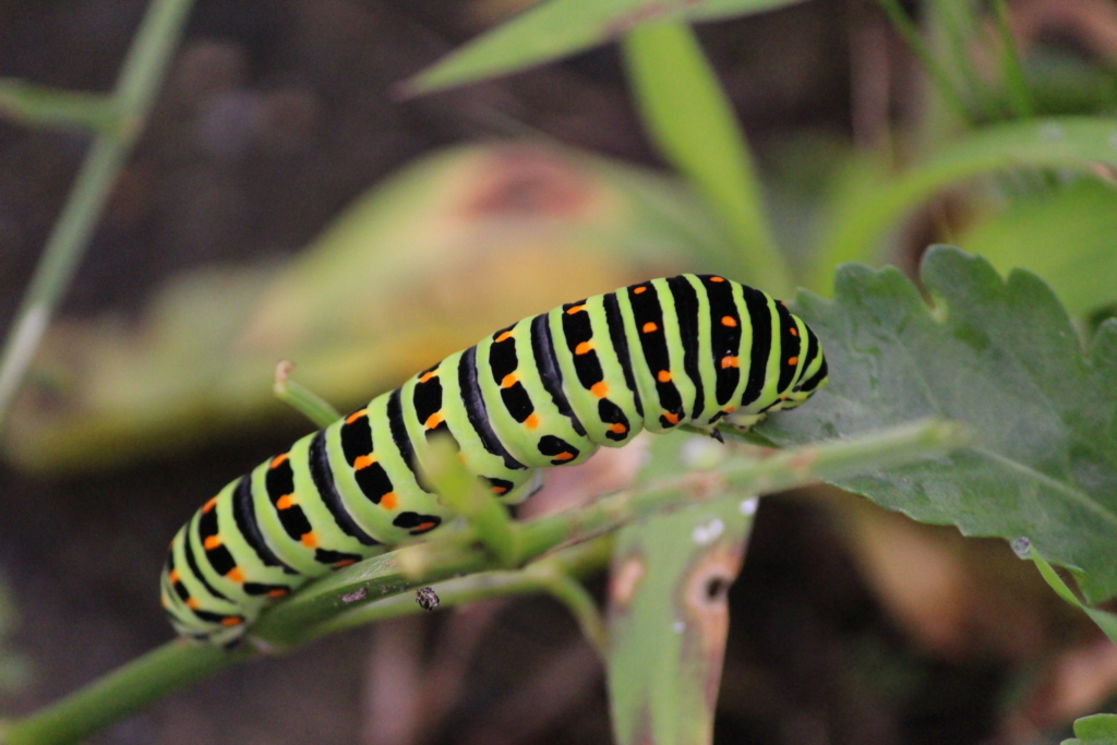 f:id:encyclopediaofweeds:20180525023033j:plain