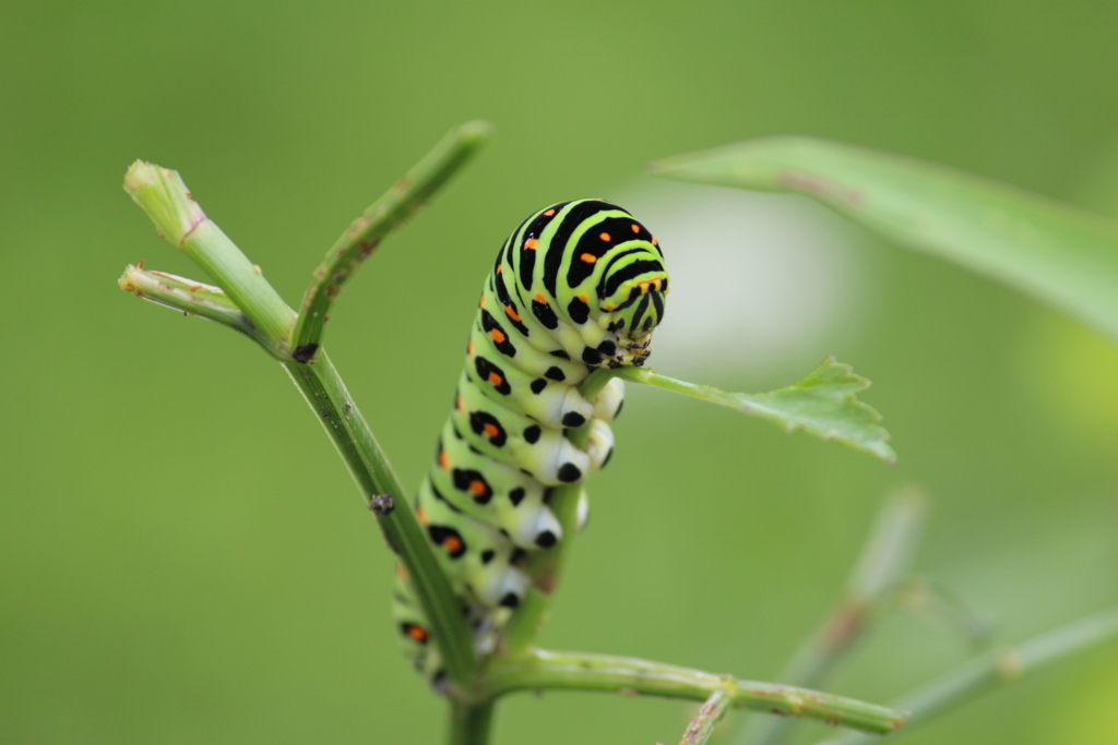 f:id:encyclopediaofweeds:20180525023038j:plain