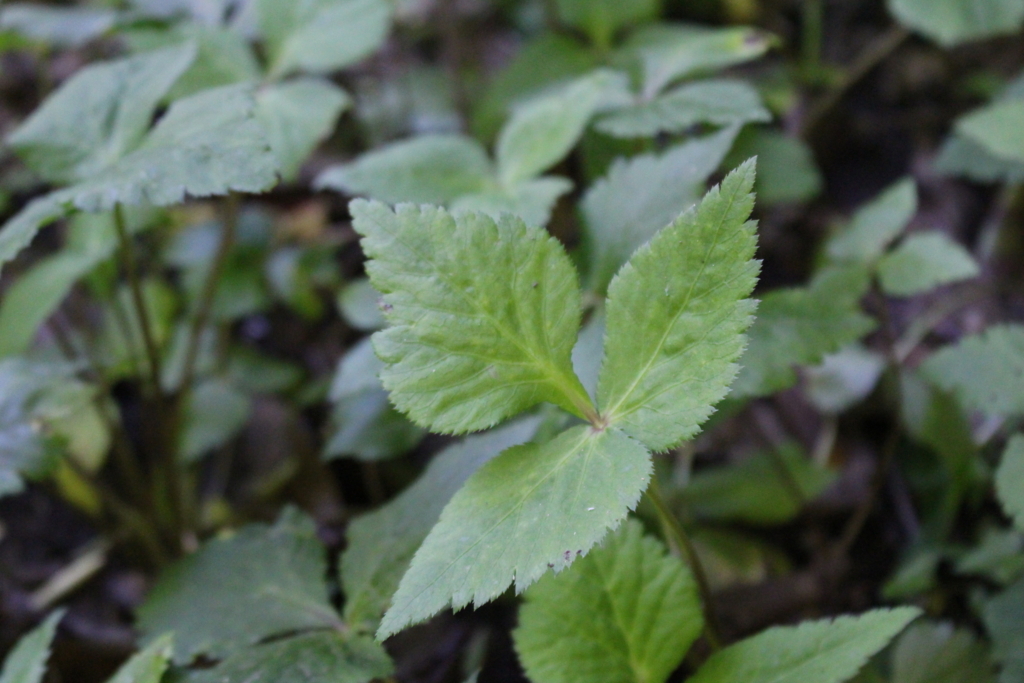 f:id:encyclopediaofweeds:20180525023628j:plain