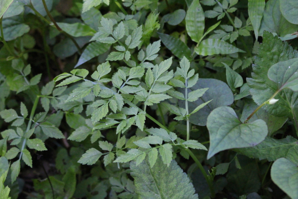 f:id:encyclopediaofweeds:20180525023647j:plain