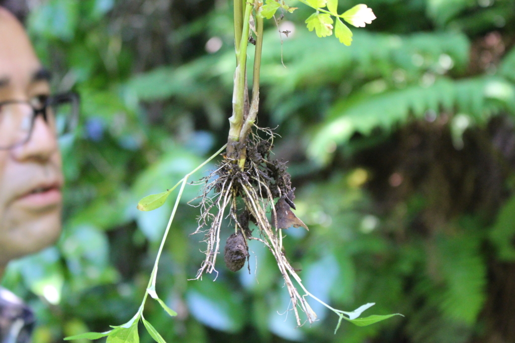 f:id:encyclopediaofweeds:20180525024020j:plain