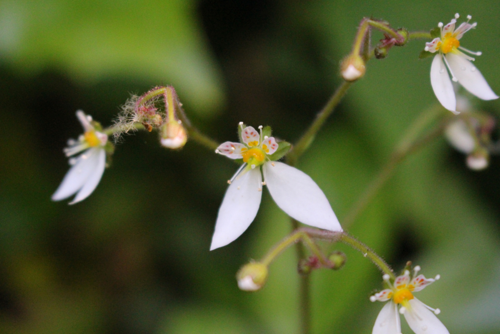 f:id:encyclopediaofweeds:20180525024940j:plain