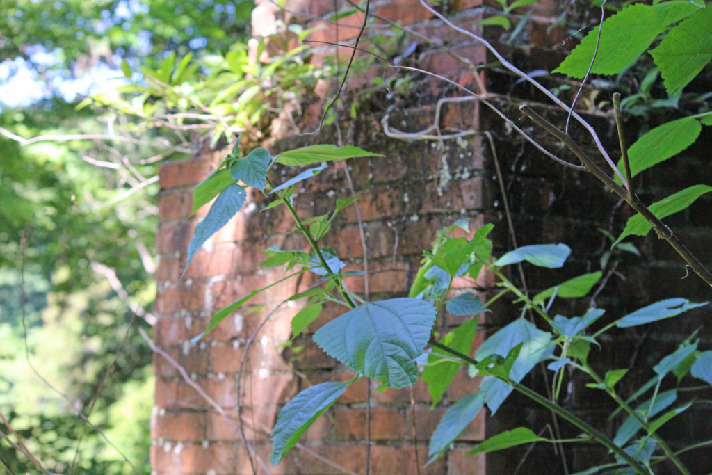 f:id:encyclopediaofweeds:20180525025850j:plain