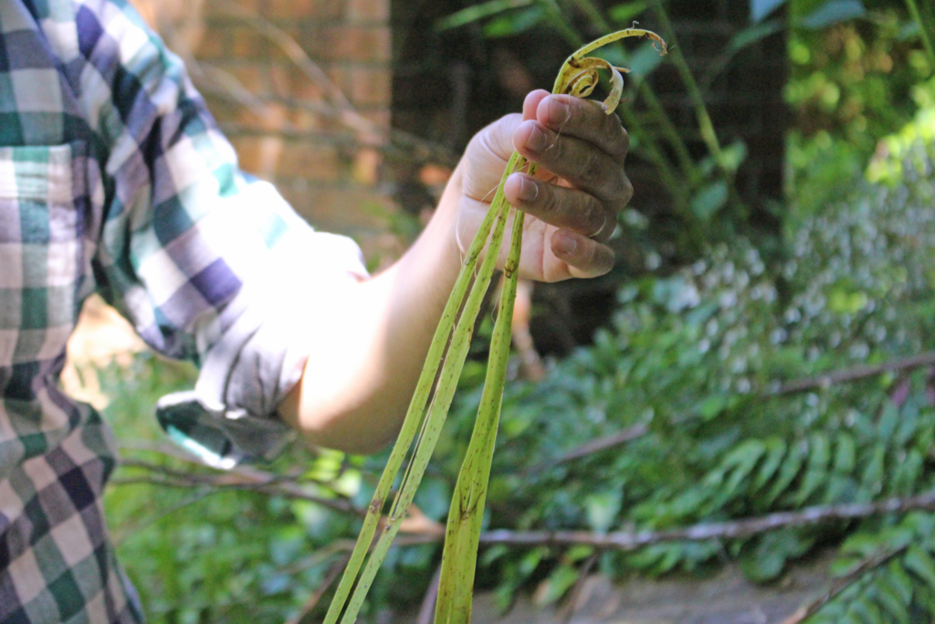f:id:encyclopediaofweeds:20180525030056j:plain