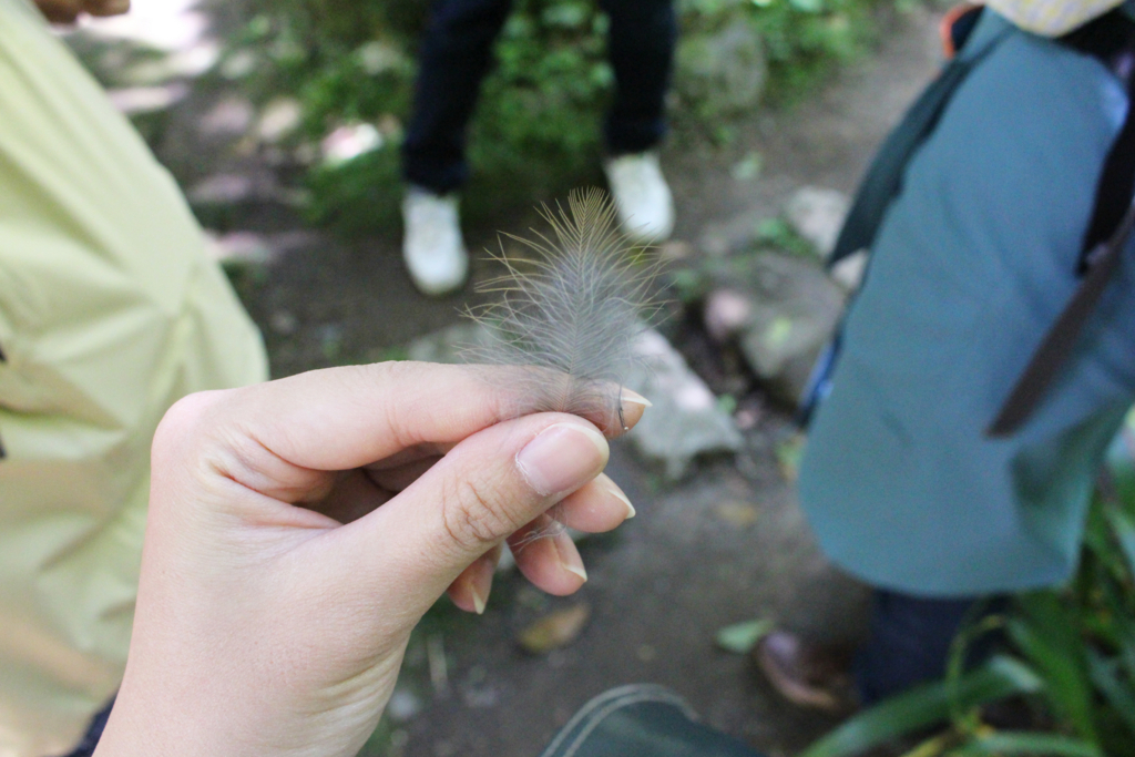 f:id:encyclopediaofweeds:20180525030754j:plain