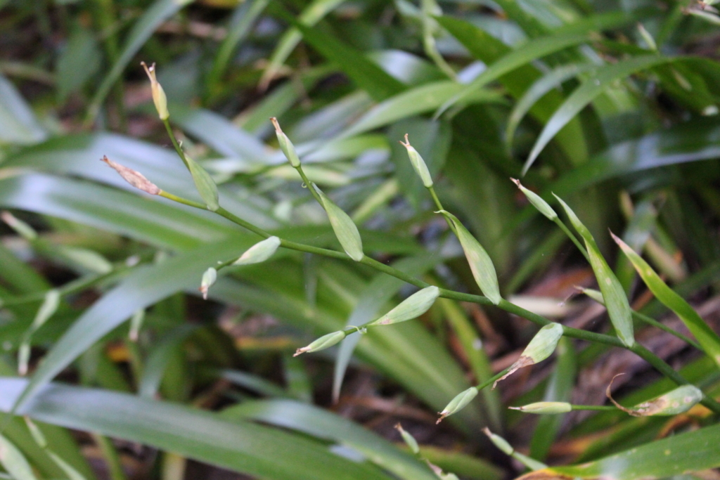 f:id:encyclopediaofweeds:20180525222456j:plain