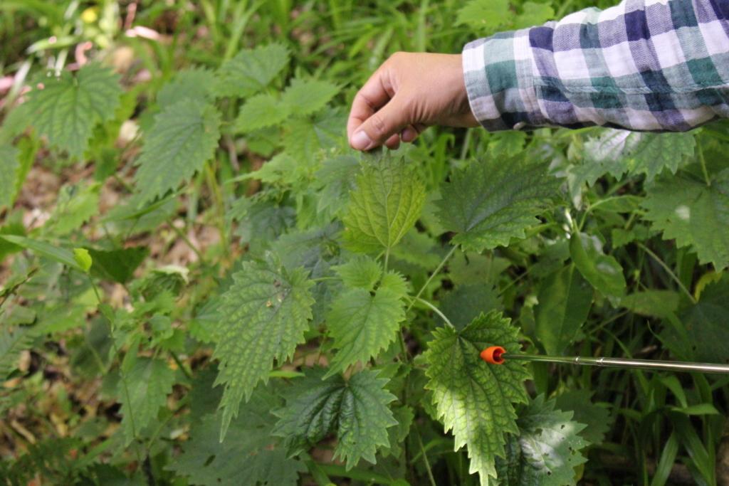 f:id:encyclopediaofweeds:20180525223231j:plain