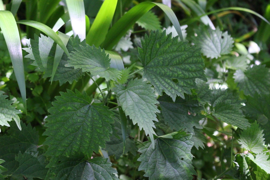 f:id:encyclopediaofweeds:20180525223238j:plain