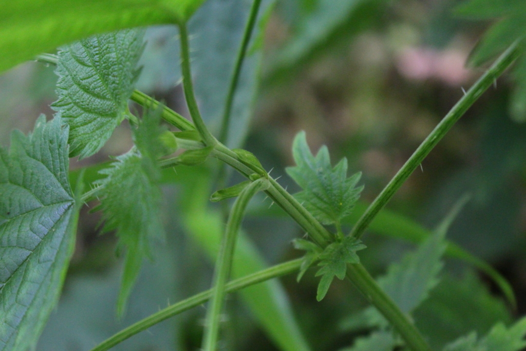 f:id:encyclopediaofweeds:20180525223242j:plain