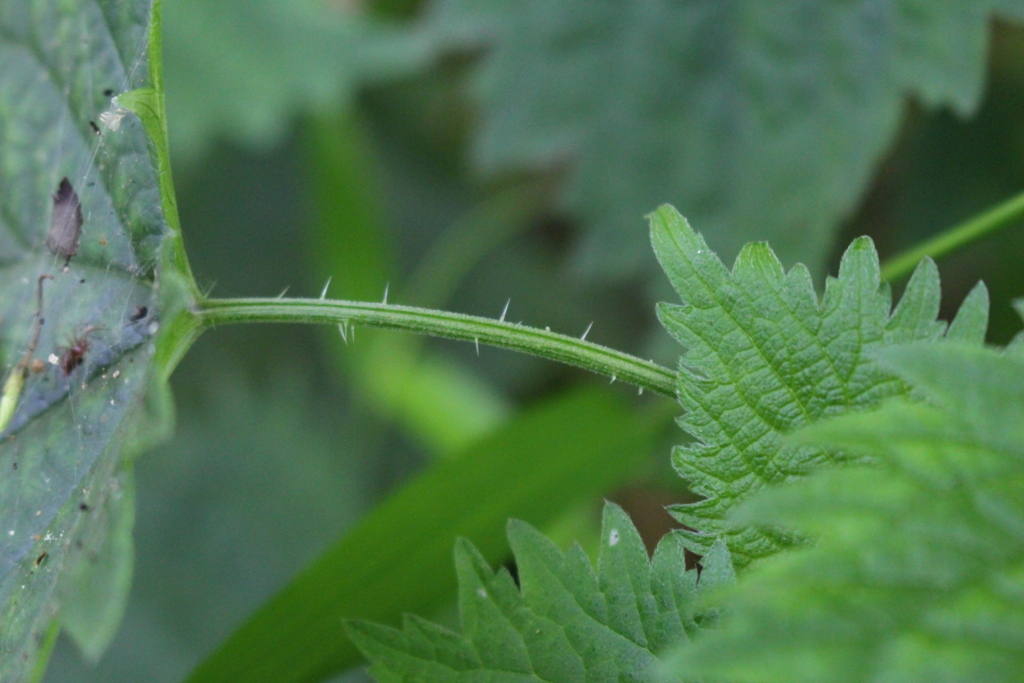 f:id:encyclopediaofweeds:20180525223252j:plain