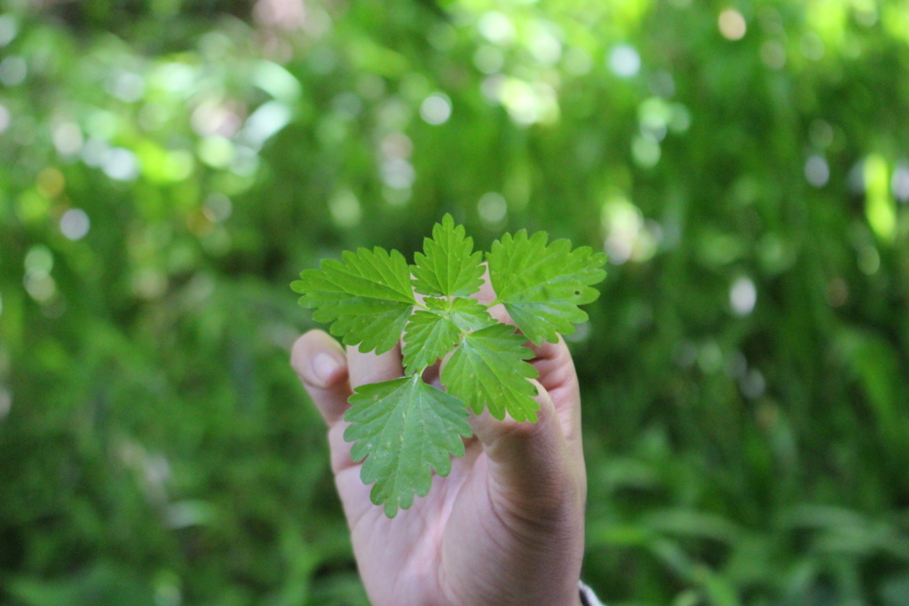 f:id:encyclopediaofweeds:20180525223558j:plain