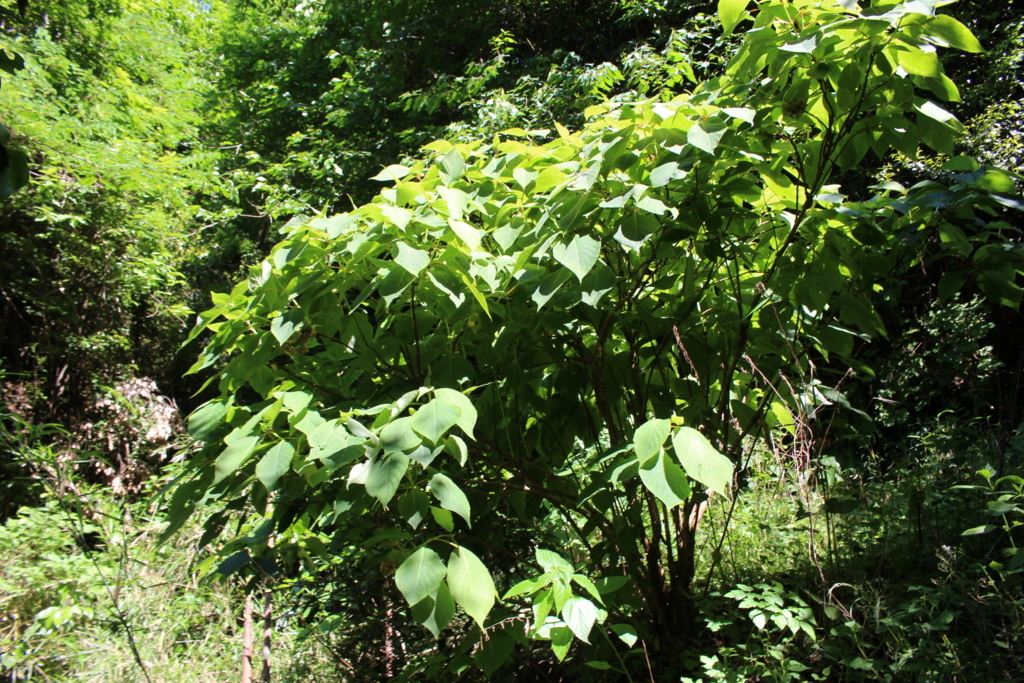 f:id:encyclopediaofweeds:20180525225438j:plain