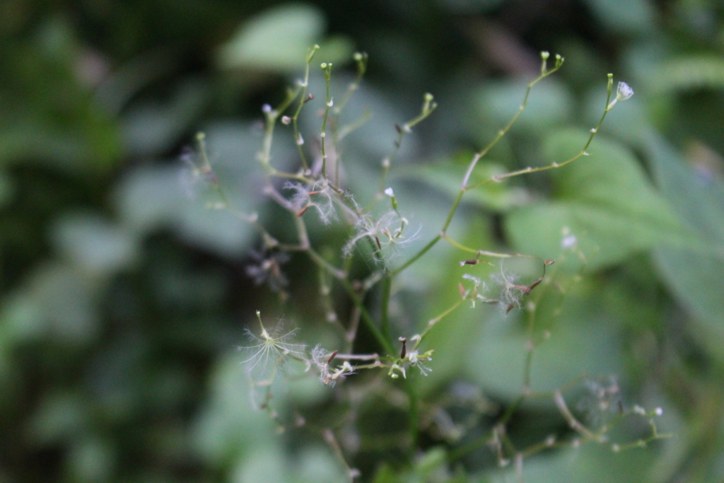 f:id:encyclopediaofweeds:20180525225648j:plain