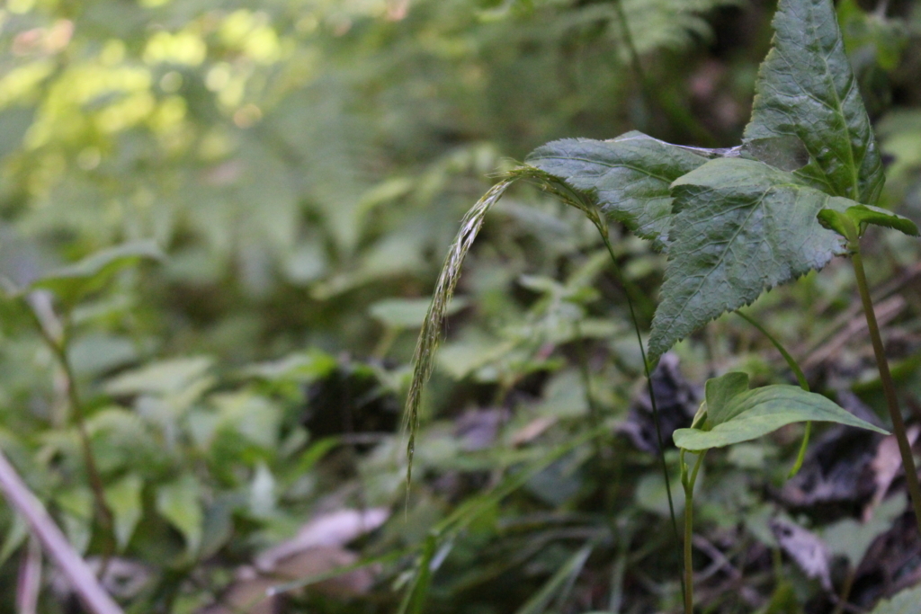 f:id:encyclopediaofweeds:20180525225824j:plain