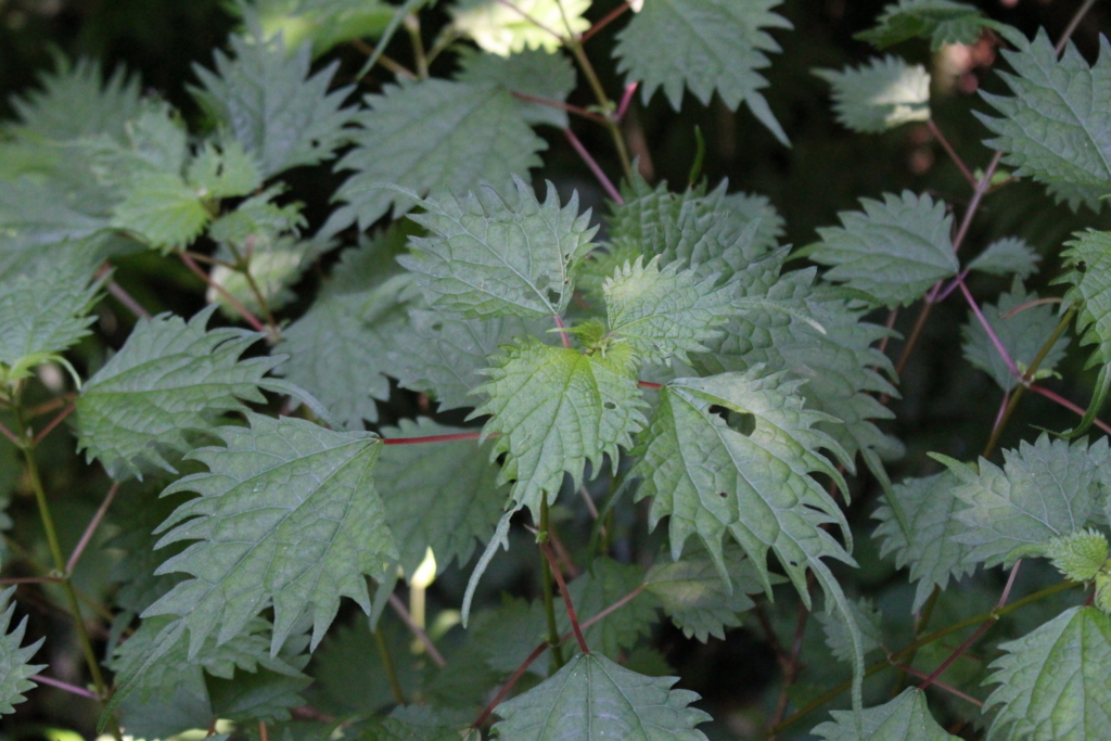 f:id:encyclopediaofweeds:20180525230434j:plain